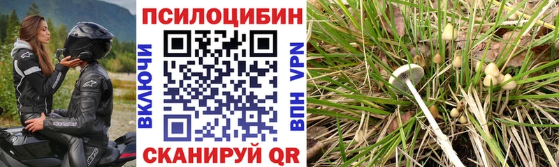 закладка  Зима  Псилоцибиновые грибы GOLDEN TEACHER 